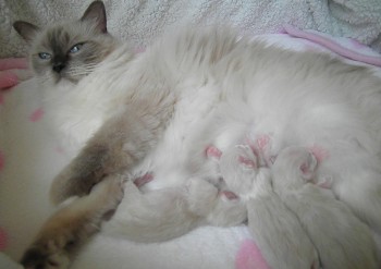 Flore et ses chatons 11.08.2015 - Chatterie Ragdolls du Val de Beauvoir